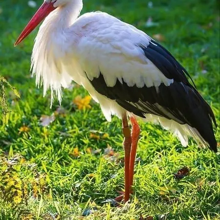 Géranium*** Appartamento